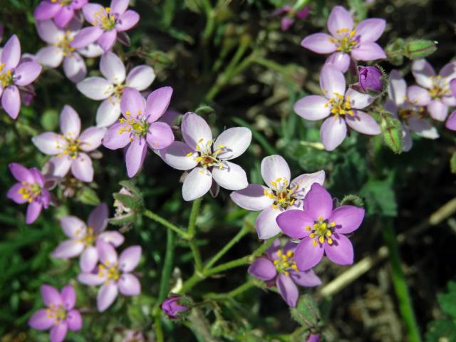 Kuřinka (Spergularia fimbriata Boiss. et Reut.)