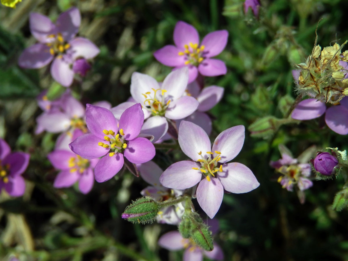 Kuřinka (Spergularia fimbriata Boiss. et Reut.)