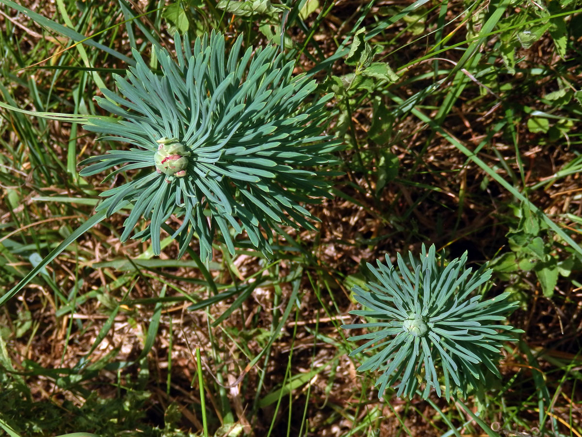 Hálky bejlomorky Spurgia euphorbiae, pryšec chvojka