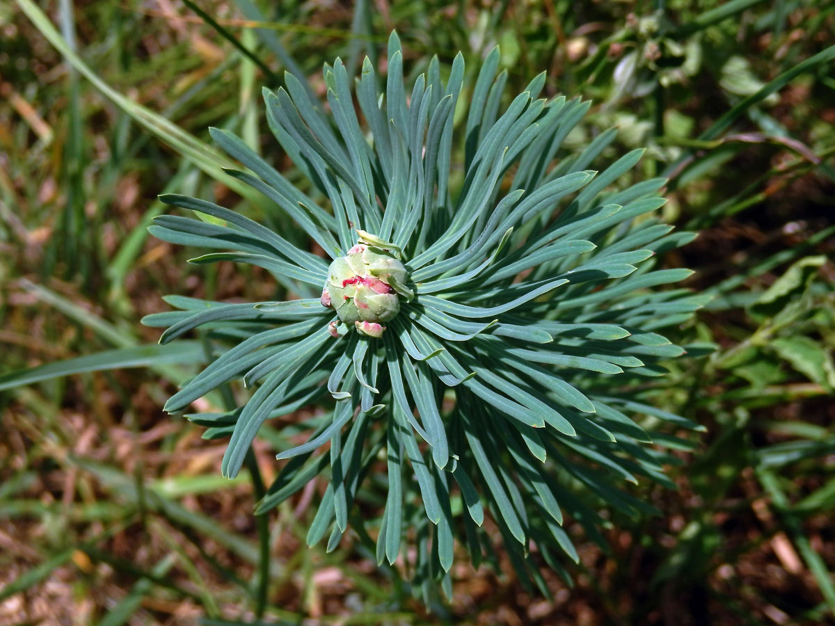 Hálky bejlomorky Spurgia euphorbiae, pryšec chvojka