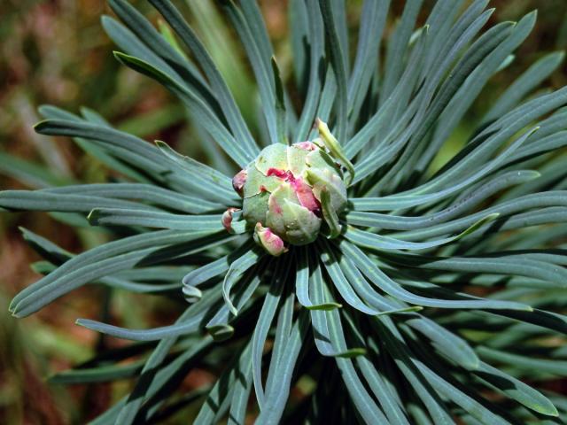 Hálky bejlomorky Spurgia euphorbiae, pryšec chvojka