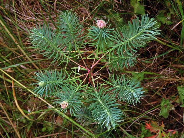 Hálky bejlomorky Spurgia euphorbiae, pryšec chvojka