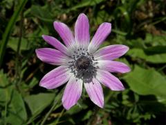 Sasanka hvězdovitá (Anemone hortensis L.)