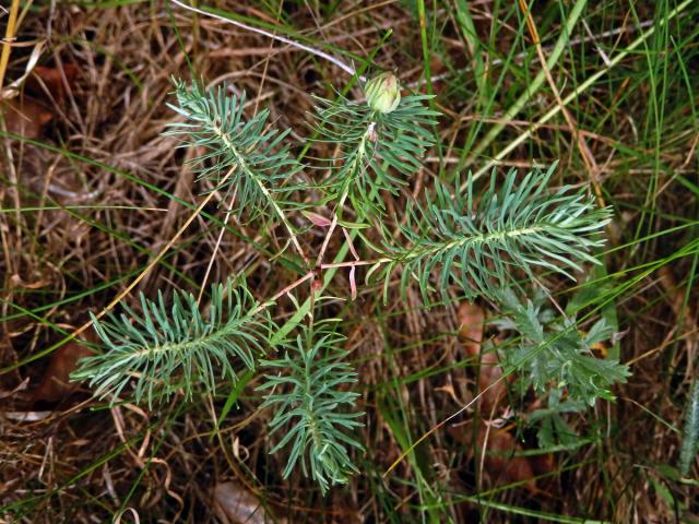 Hálky bejlomorky Spurgia euphorbiae, pryšec chvojka