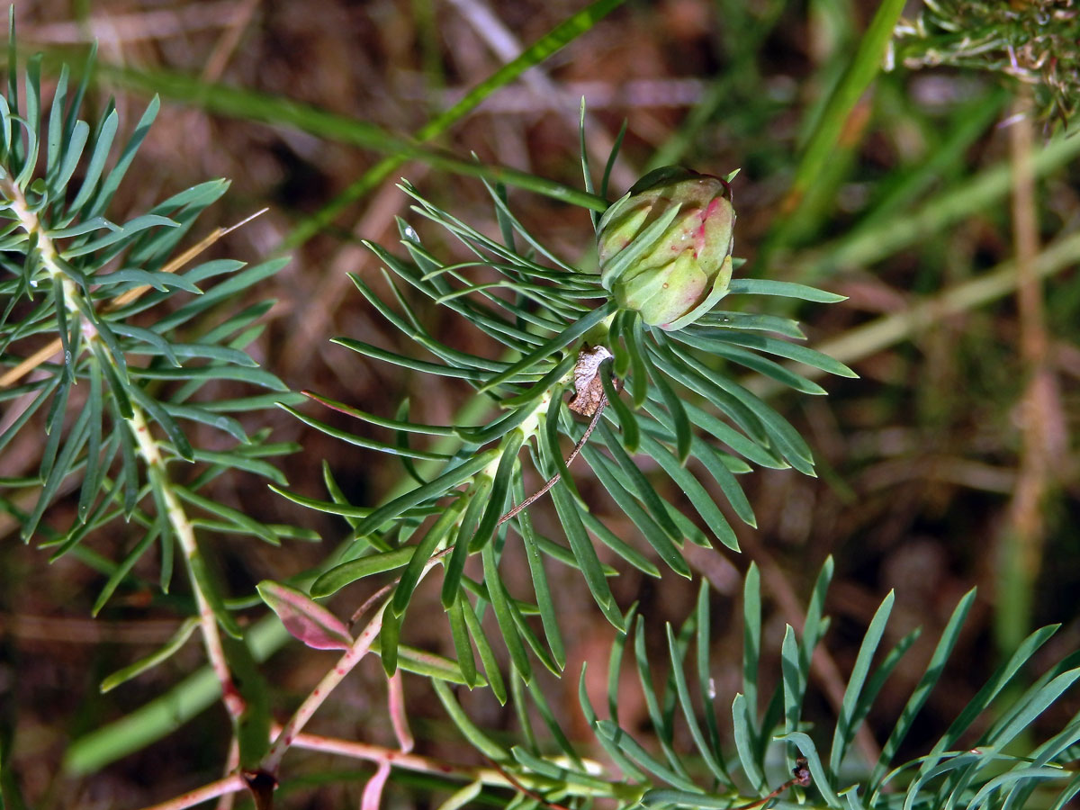 Hálky bejlomorky Spurgia euphorbiae, pryšec chvojka