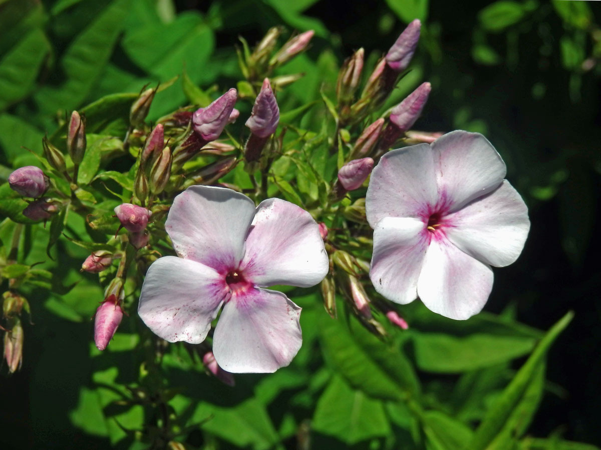 Plamenka latnatá (Phlox paniculata L.) s čtyřčetným květem (28)