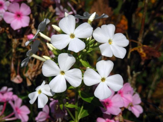 Plamenka latnatá (Phlox paniculata L.) s čtyřčetným květem (27)