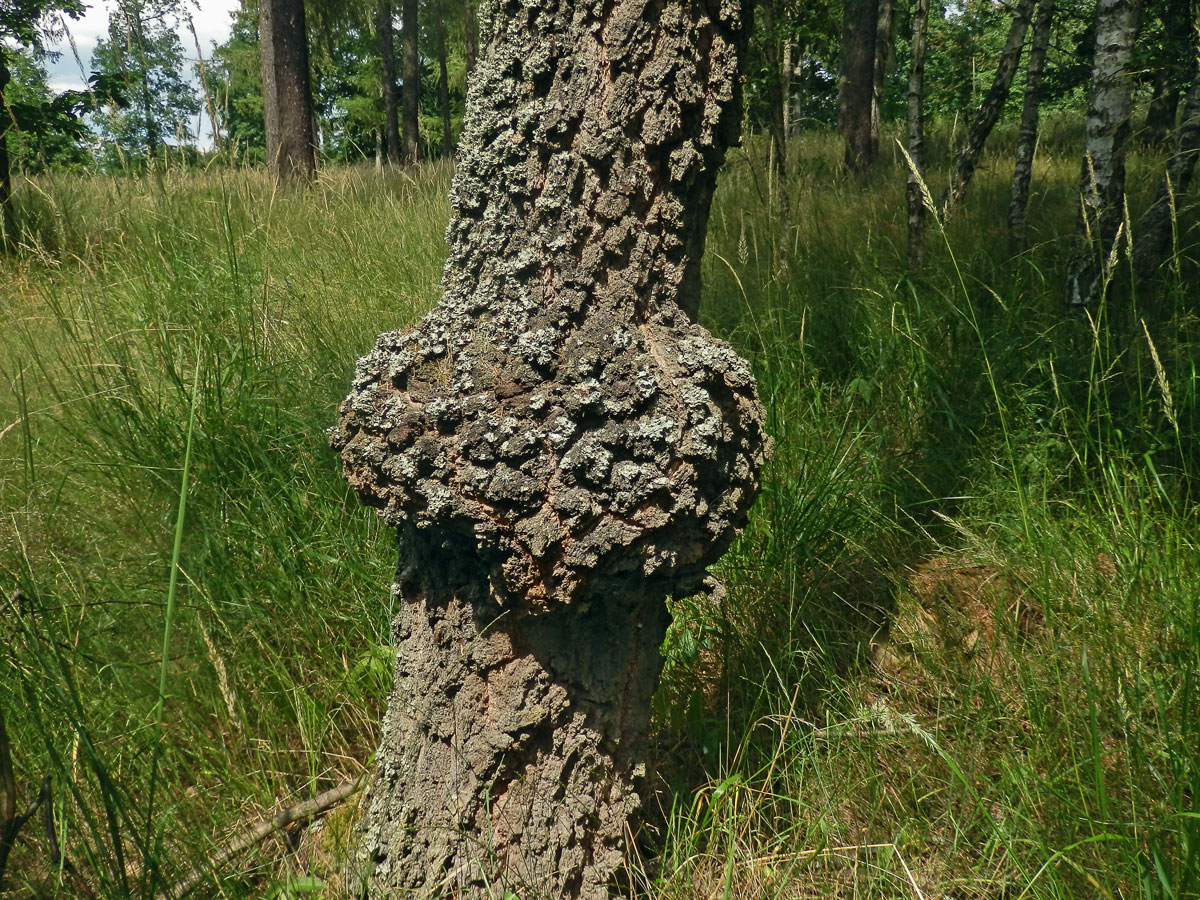 Nádor na bříze bělokoré (Betula pendula Roth) (106)