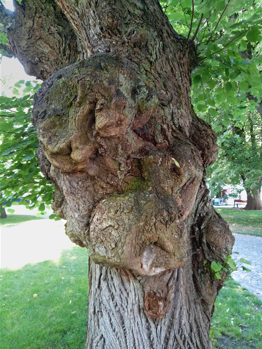 Lípa velkolistá (Tilia platyphyllos Scop.) (67) s nádorem na kmeni