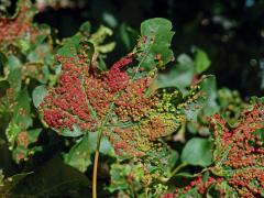 Hálky vlnovníka Murrayova (Aceria myriadeum); javor babyka