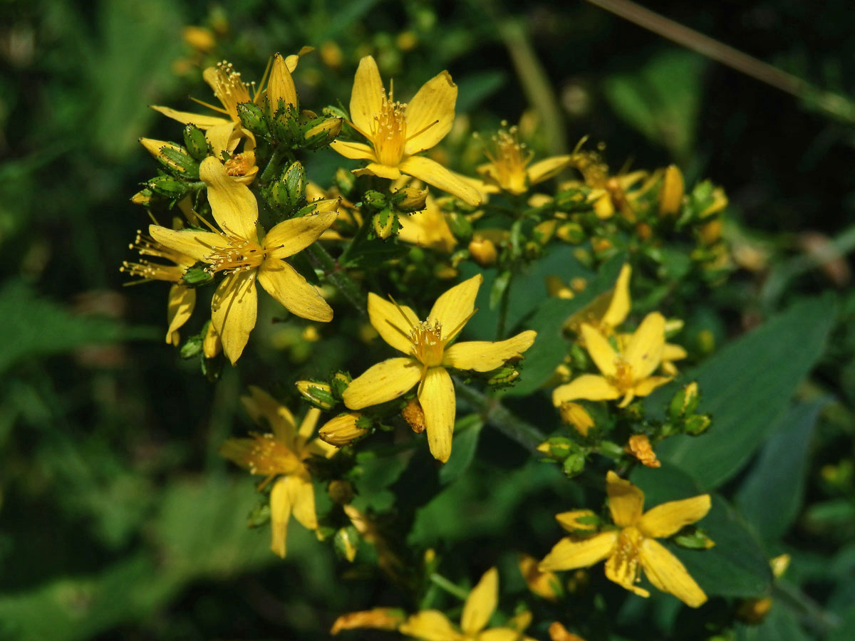 Třezalka horská (Hypericum montanum L.)