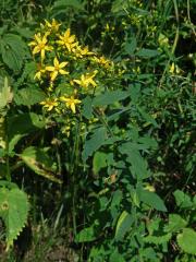 Třezalka horská (Hypericum montanum L.)