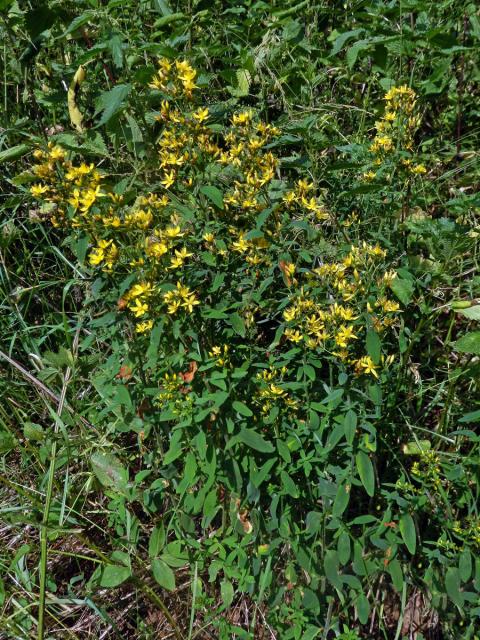 Třezalka horská (Hypericum montanum L.)