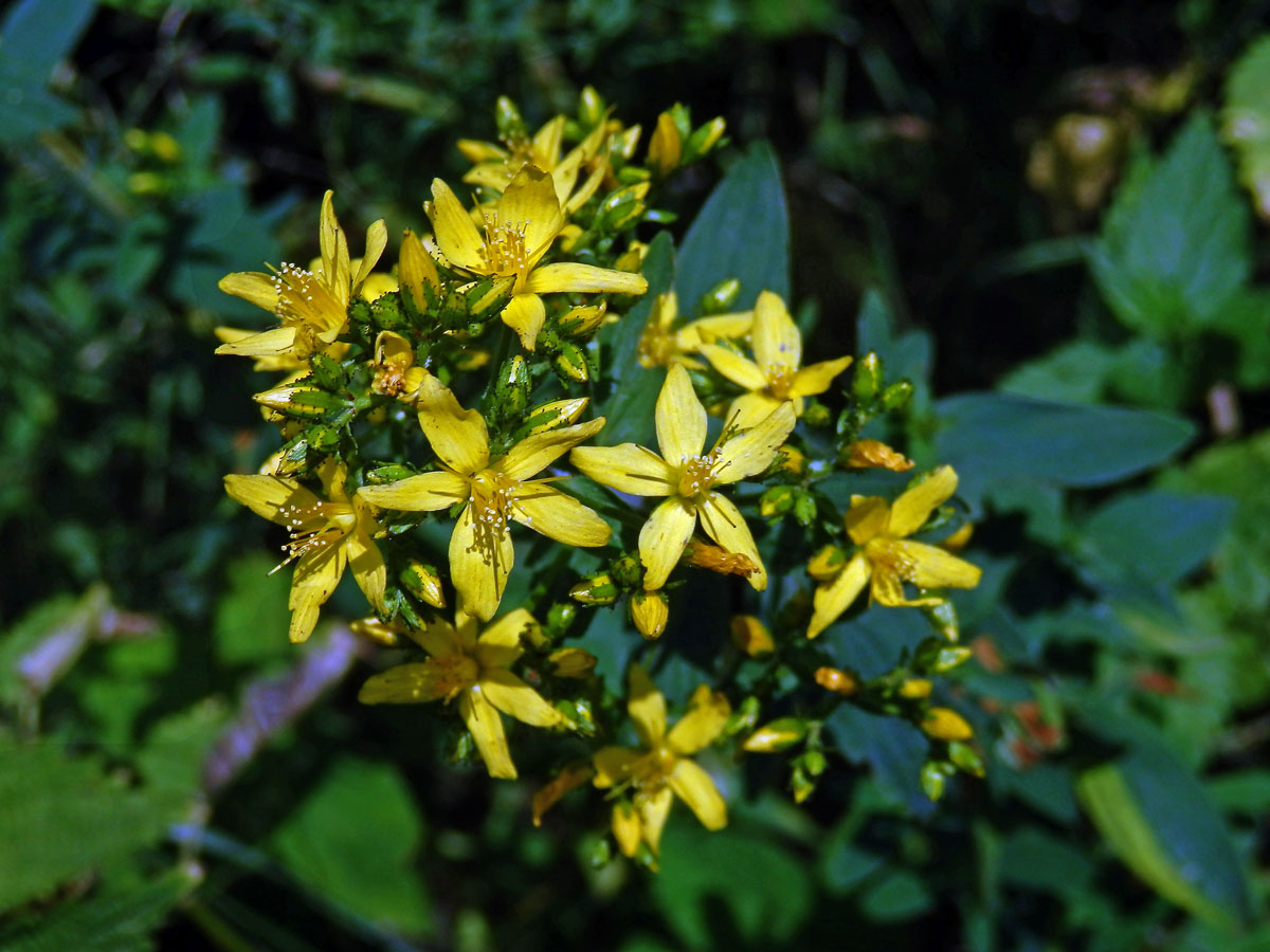 Třezalka horská (Hypericum montanum L.)