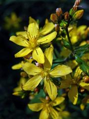 Třezalka horská (Hypericum montanum L.)