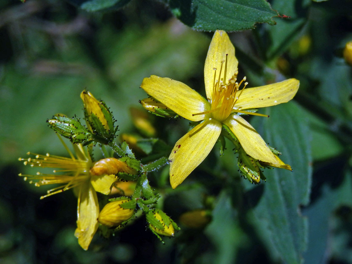 Třezalka horská (Hypericum montanum L.)