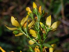 Třezalka horská (Hypericum montanum L.)