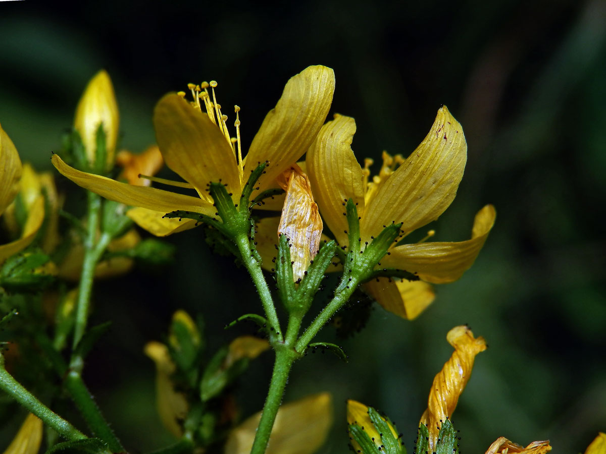 Třezalka horská (Hypericum montanum L.)