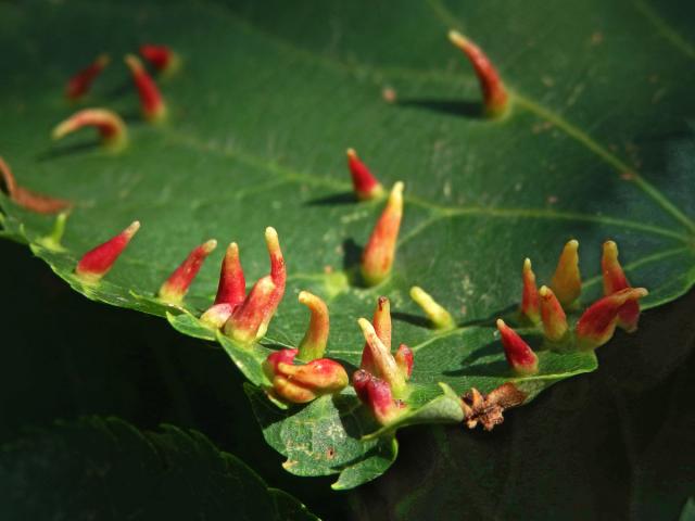 Hálky vlnovníka lipového (Eriophyes tiliae)