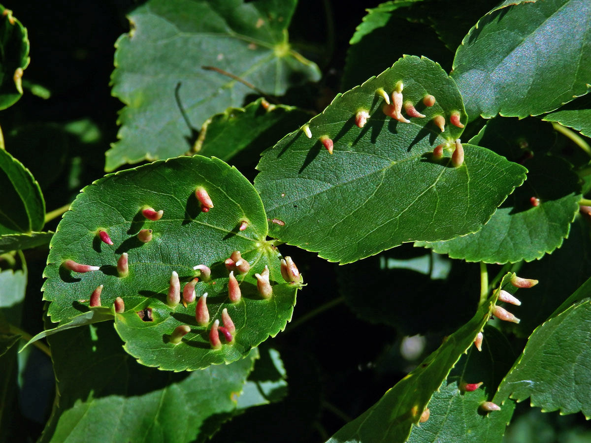 Hálky vlnovníka lipového (Eriophyes tiliae)