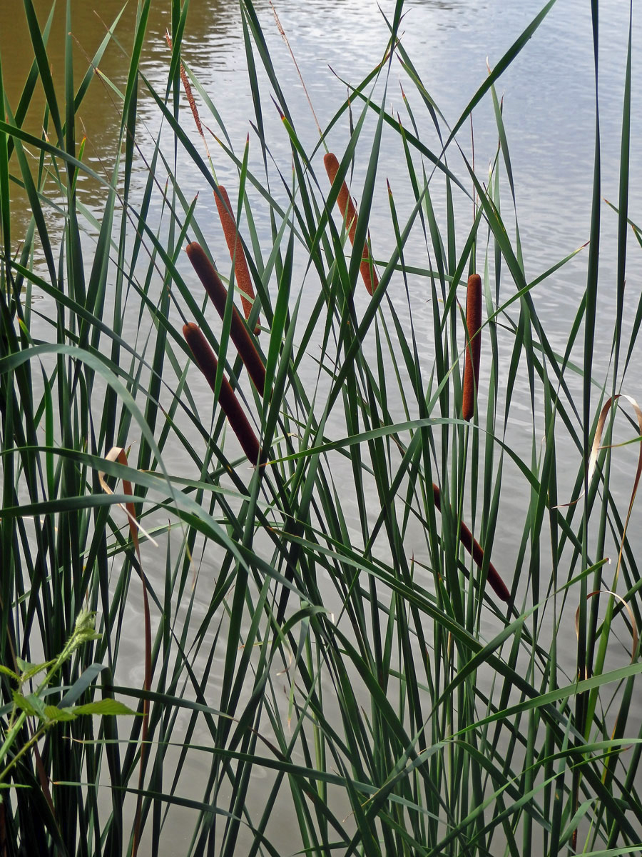 Orobinec úzkolistý (Typha angustifolia L.)