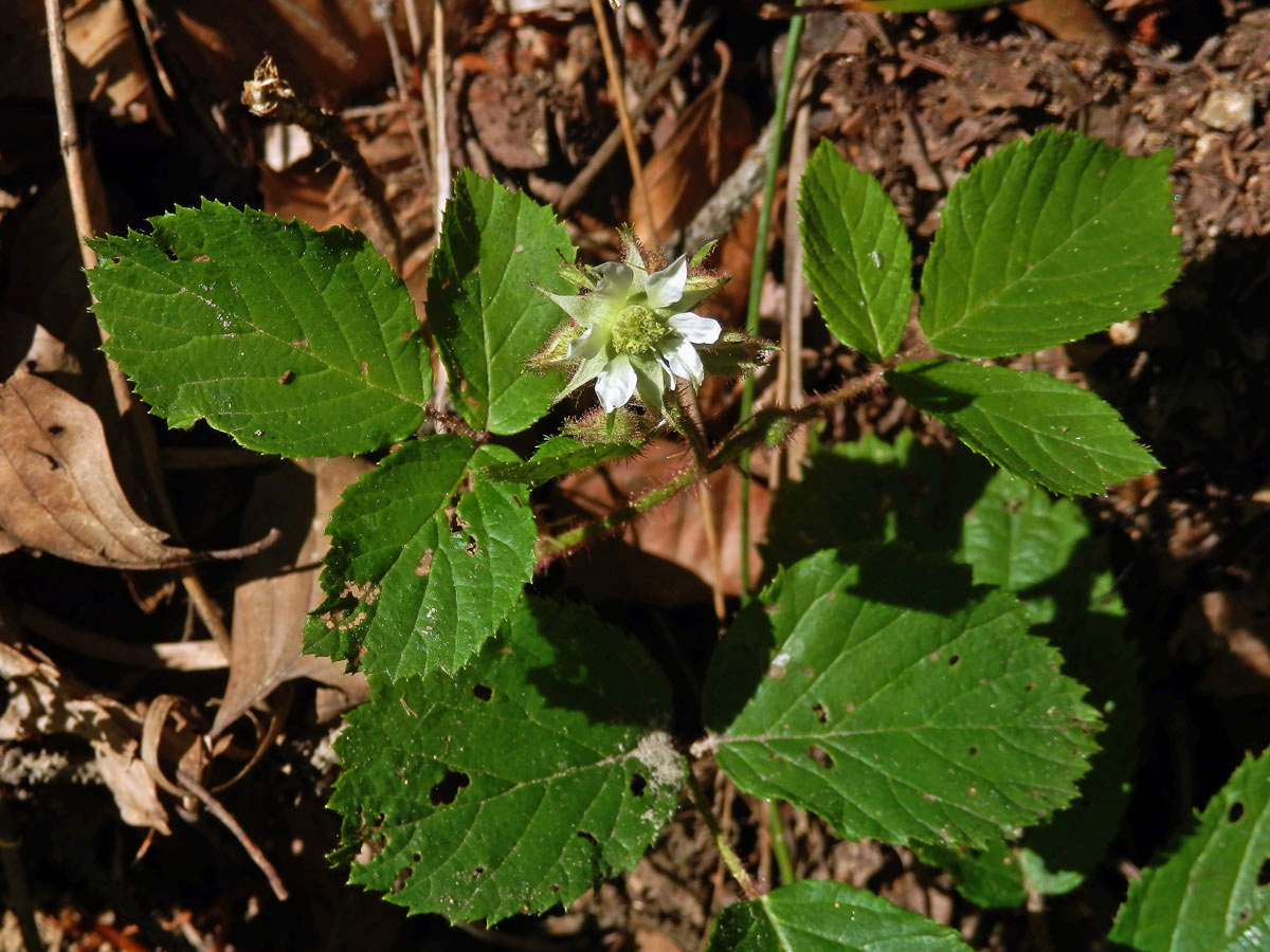 Ostružiník drsný (Rubus scaber Weihe)