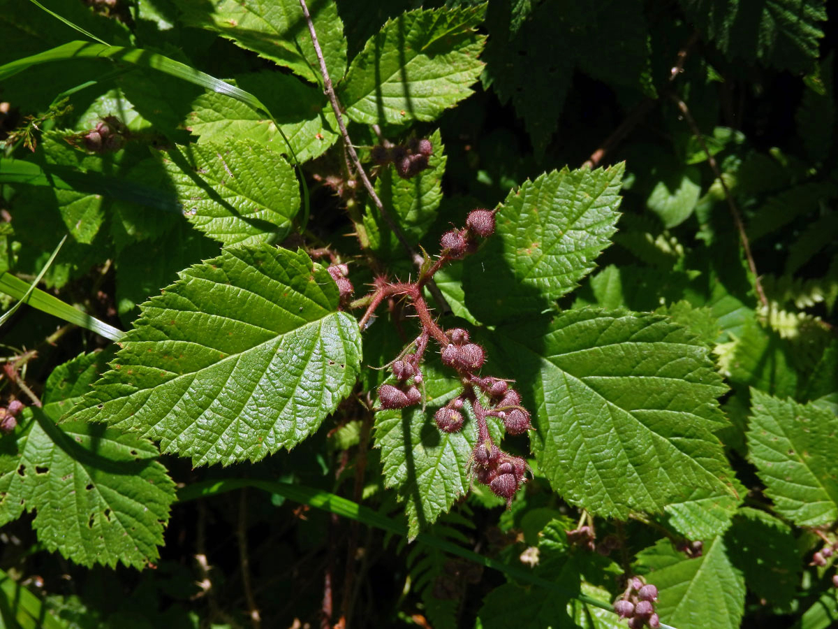 Ostružiník drsný (Rubus scaber Weihe)