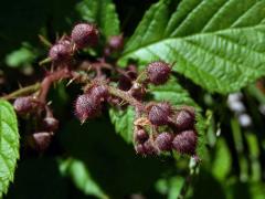 Ostružiník drsný (Rubus scaber Weihe)