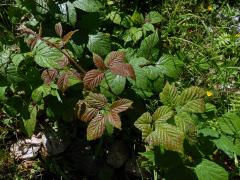 Ostružiník drsný (Rubus scaber Weihe)