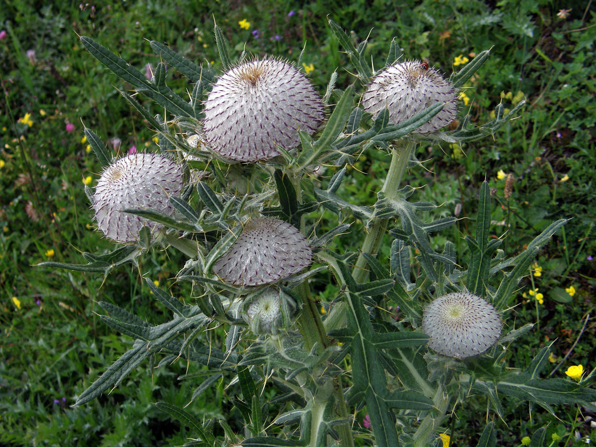 Pcháč bělohlavý (Cirsium eriophorum (L.) Scop.)