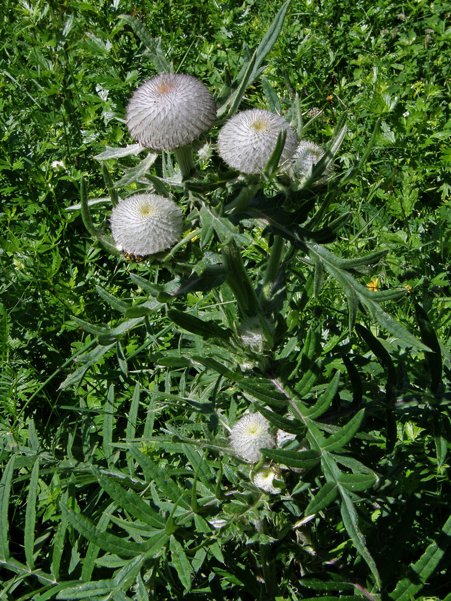 Pcháč bělohlavý (Cirsium eriophorum (L.) Scop.)