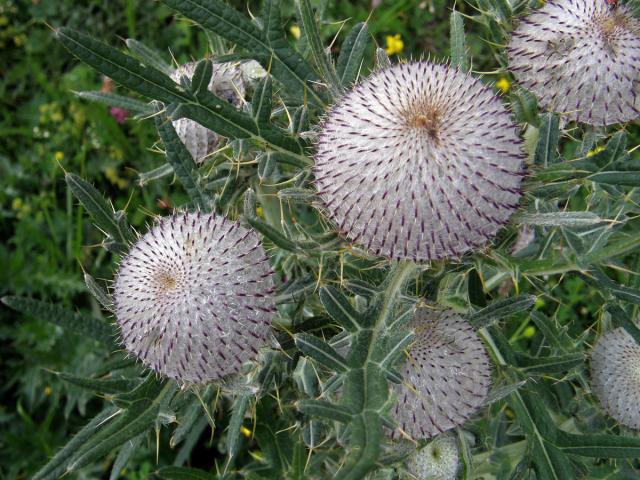 Pcháč bělohlavý (Cirsium eriophorum (L.) Scop.)