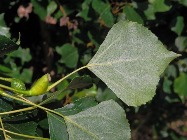 Hálky dutilky (Pemphigus bursarius); topol černý