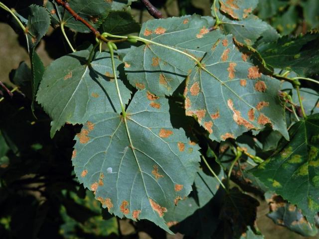 Hálky vlnovníka Eripohyes leiosoma