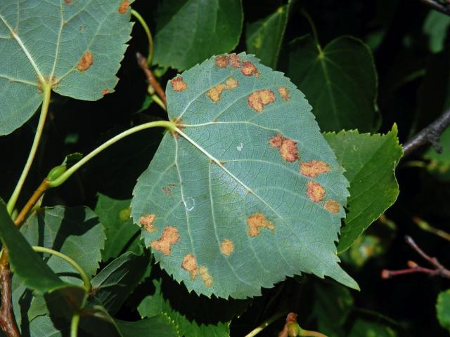 Hálky vlnovníka Eripohyes leiosoma