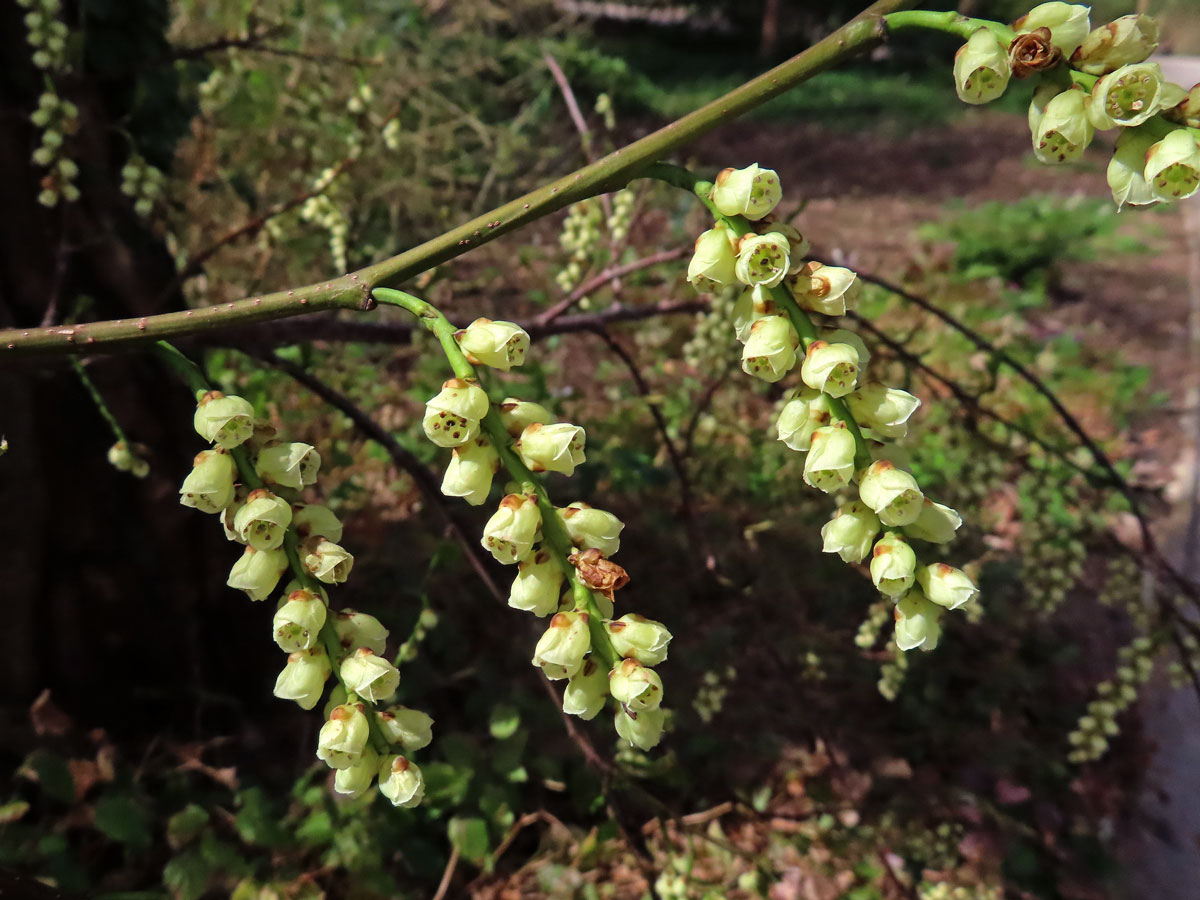 Ocasnatec raný (Stachyurus praecox Siebold & Zucc.)