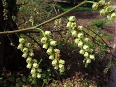 Ocasnatec raný (Stachyurus praecox Siebold & Zucc.)   