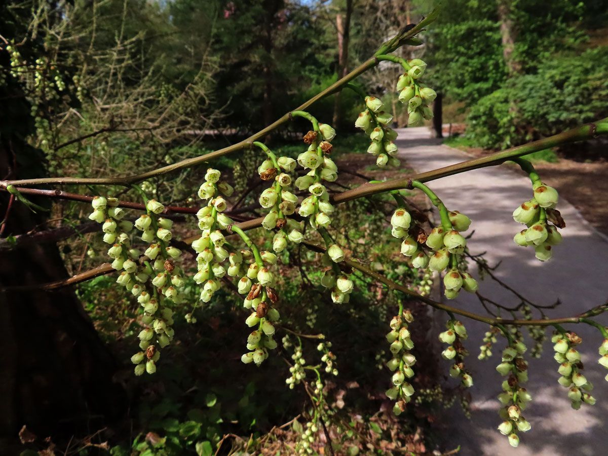 Ocasnatec raný (Stachyurus praecox Siebold & Zucc.)