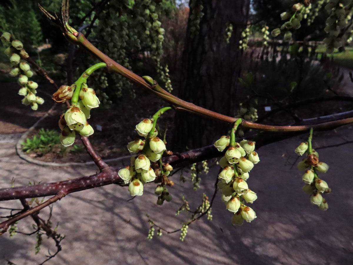 Ocasnatec raný (Stachyurus praecox Siebold & Zucc.)