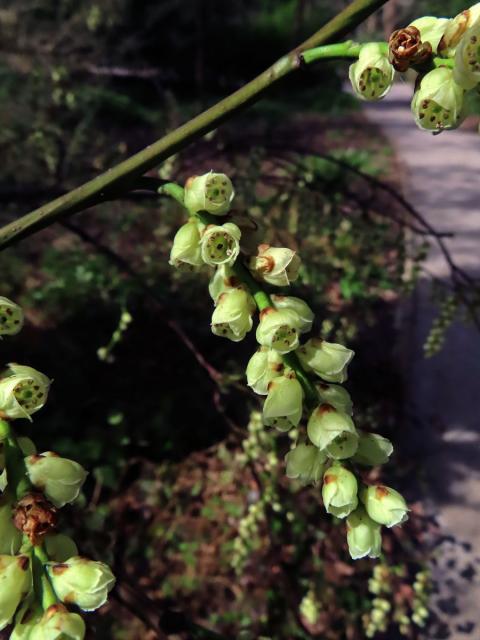 Ocasnatec raný (Stachyurus praecox Siebold & Zucc.)