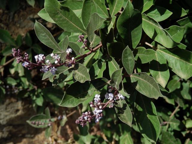 Drmek trojlistý (Vitex trifolia L.)