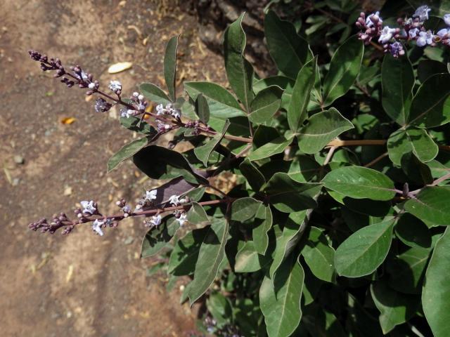 Drmek trojlistý (Vitex trifolia L.)