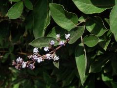 Drmek trojlistý (Vitex trifolia L.)