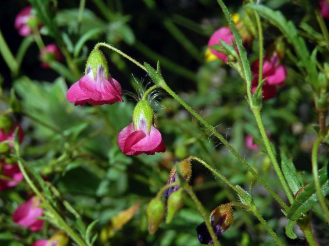 Hermannia coccocarpa (Eckl. & Zeyh.) Kuntze