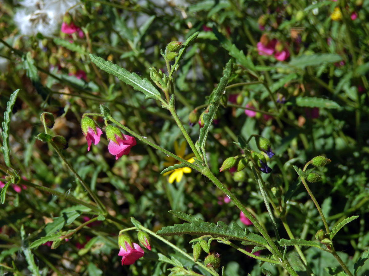 Hermannia coccocarpa (Eckl. & Zeyh.) Kuntze