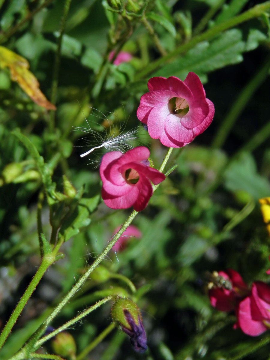 Hermannia coccocarpa (Eckl. & Zeyh.) Kuntze