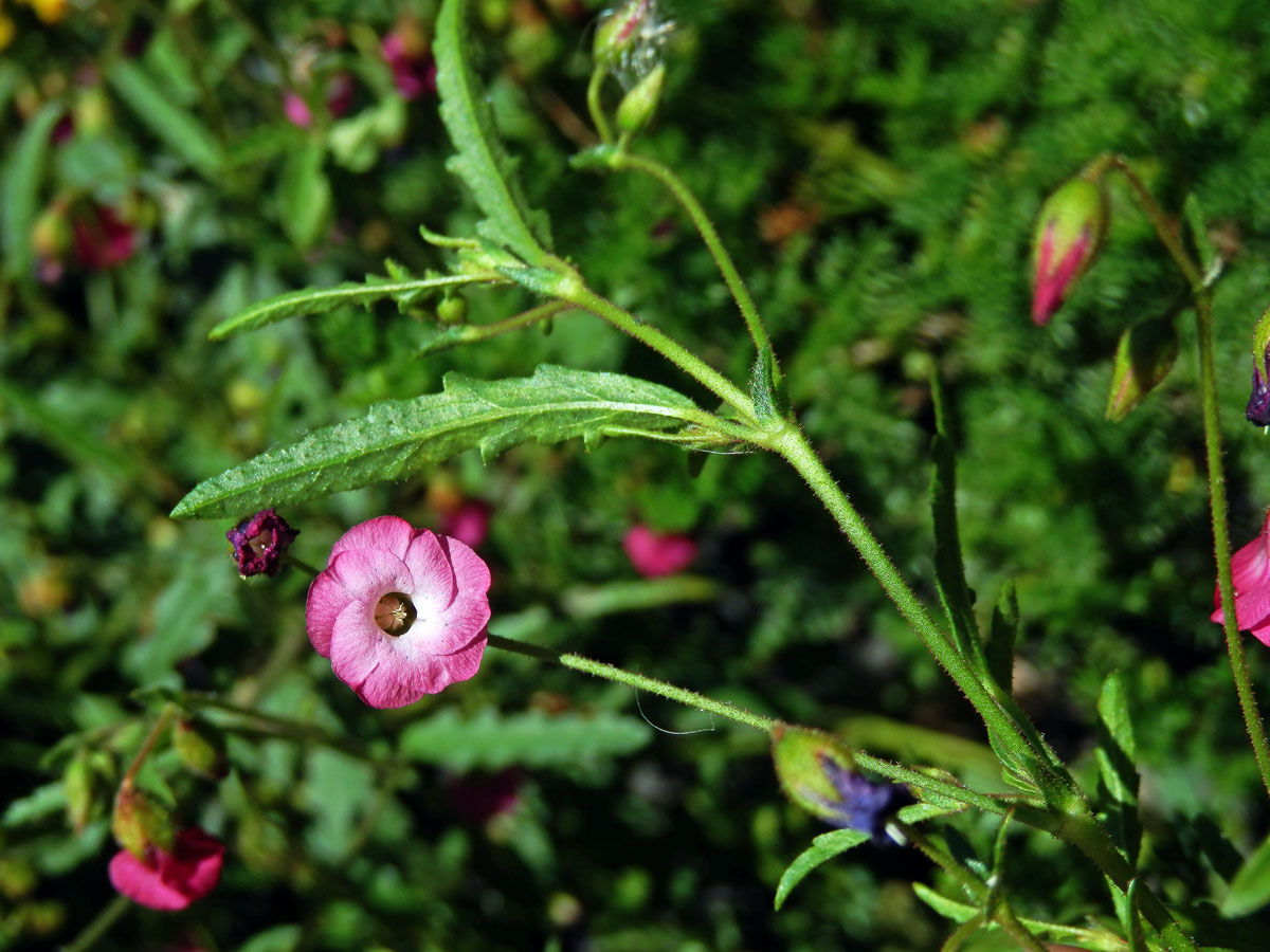 Hermannia coccocarpa (Eckl. & Zeyh.) Kuntze