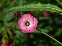 Hermannia coccocarpa (Eckl. & Zeyh.) Kuntze