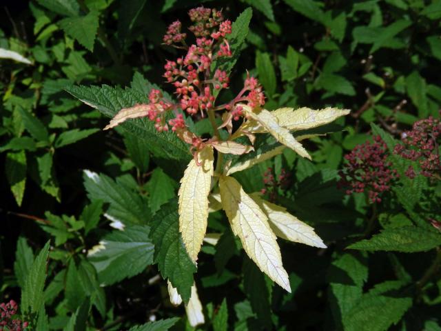 Chybění chlorofylu tavolníku japonského (Spiraea japonica L. fil.)