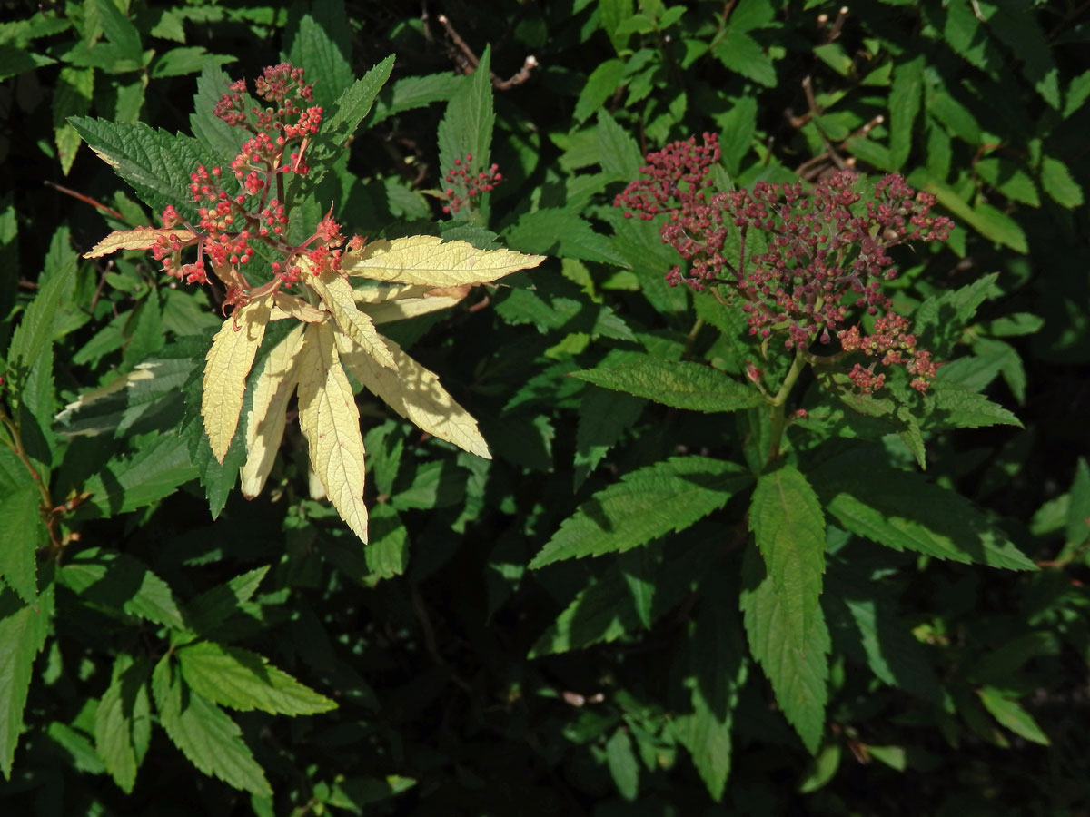 Chybění chlorofylu tavolníku japonského (Spiraea japonica L. fil.)